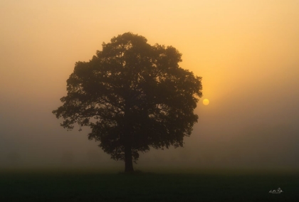 Picture of SOLITARY OAK