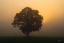 Picture of SOLITARY OAK