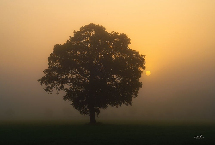 Picture of SOLITARY OAK
