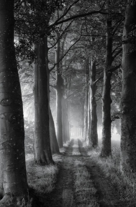 Picture of FOREST PATH