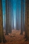 Picture of TREES EVERYWHERE