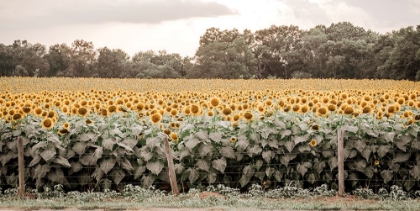 Picture of SUNFLOWER FIELD NO. 7