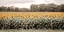 Picture of SUNFLOWER FIELD NO. 7