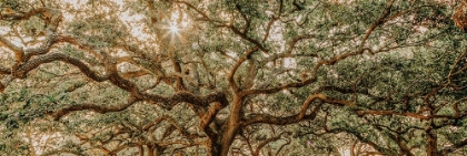 Picture of LOW COUNTRY OAKS I
