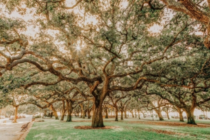 Picture of LOW COUNTRY OAKS II