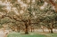 Picture of LOW COUNTRY OAKS II
