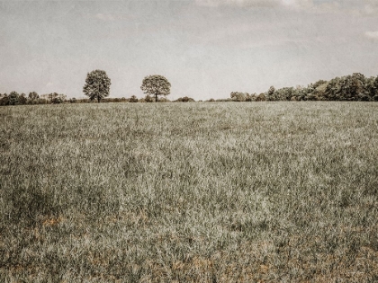 Picture of TOGETHER IN THE FIELDS II