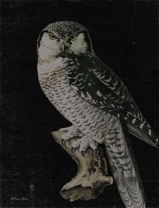 Picture of MOODY OWL