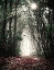 Picture of PATH IN THE WOODS