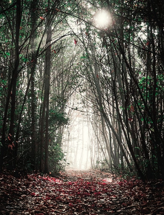 Picture of PATH IN THE WOODS