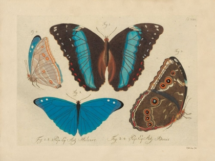 Picture of VINTAGE BUTTERFLIES 1