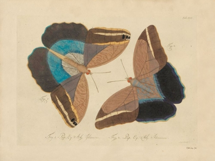 Picture of VINTAGE BUTTERFLIES 2