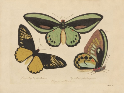 Picture of VINTAGE BUTTERFLIES 3