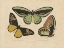 Picture of VINTAGE BUTTERFLIES 3