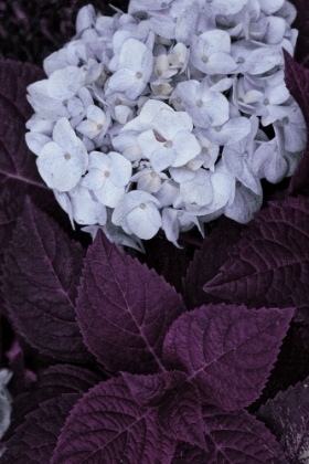 Picture of IMPOSSIBLE HYDRANGEA