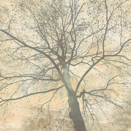 Picture of BELOW MY TREE II (DETAIL)