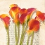 Picture of HISTOIRES DE CALLAS (DETAIL)
