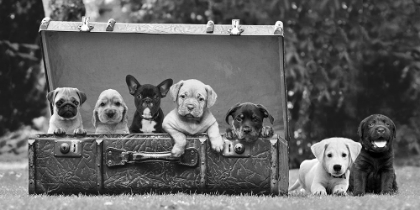 Picture of DOG PUPS IN A SUITCASE