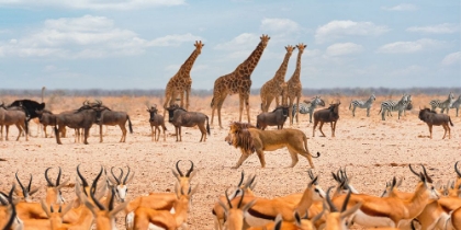 Picture of SOVEREIGN PASSING BY (MASAI MARA)