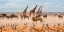 Picture of SOVEREIGN PASSING BY (MASAI MARA)