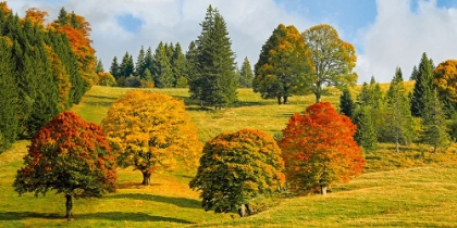 Picture of AUTUMN IN QUEBEC