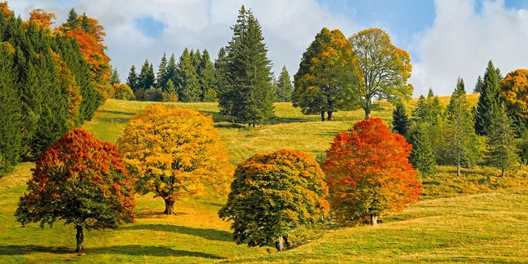 Picture of AUTUMN IN QUEBEC