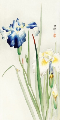 Picture of IRISES