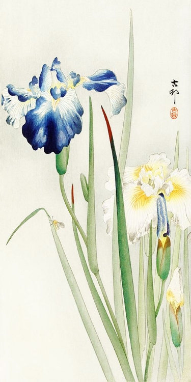 Picture of IRISES