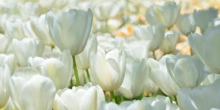 Picture of FIELD OF WHITE TULIPS