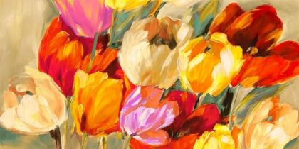 Picture of FIELD OF COLORFUL TULIPS