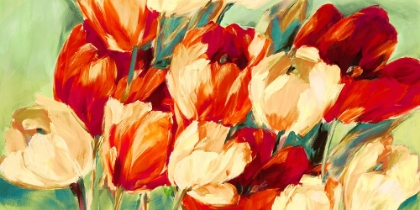 Picture of RED AND WHITE TULIPS