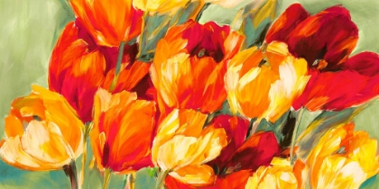 Picture of FIELD OF TULIPS
