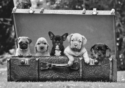 Picture of DOG PUPS IN A SUITCASE (DETAIL)