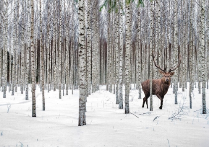 Picture of STAG IN BIRCH FOREST-NORWAY