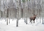 Picture of STAG IN BIRCH FOREST-NORWAY