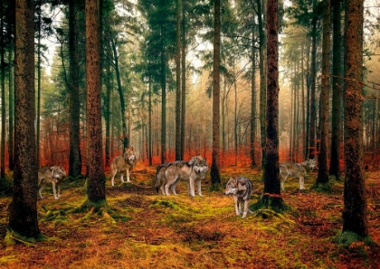 Picture of PACK OF WOLVES IN THE WOODS