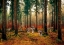Picture of PACK OF WOLVES IN THE WOODS