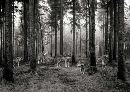 Picture of PACK OF WOLVES IN THE WOODS (BW)