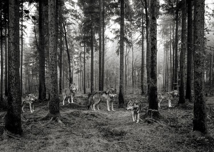 Picture of PACK OF WOLVES IN THE WOODS (BW)