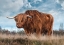 Picture of SCOTTISH HIGHLAND BULL