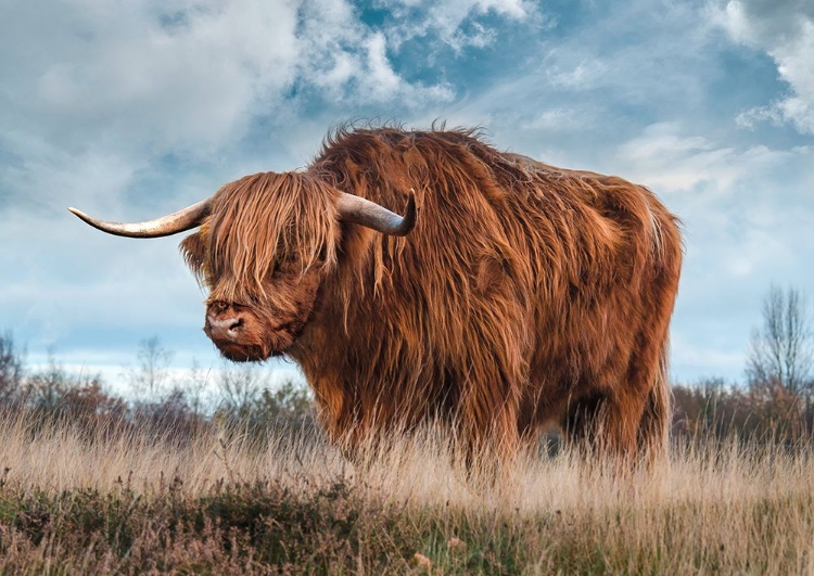 Picture of SCOTTISH HIGHLAND BULL