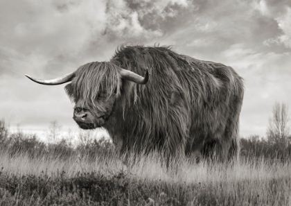 Picture of SCOTTISH HIGHLAND BULL (BW)