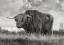Picture of SCOTTISH HIGHLAND BULL (BW)