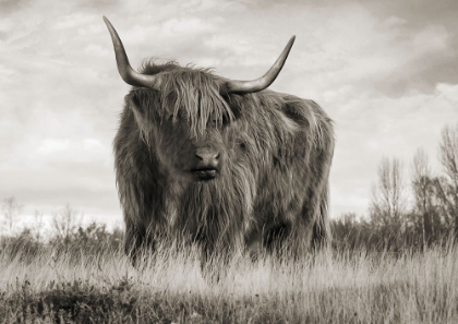 Picture of SCOTTISH HIGHLAND CATTLE (BW)