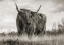 Picture of SCOTTISH HIGHLAND CATTLE (BW)