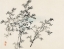 Picture of BAMBOO