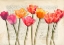 Picture of FLEURS ET HISTOIRES