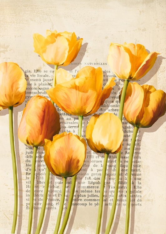 Picture of TULIPES ET HISTOIRES