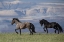 Picture of HORSES IN THE FIELD WITH MOUNTAINS