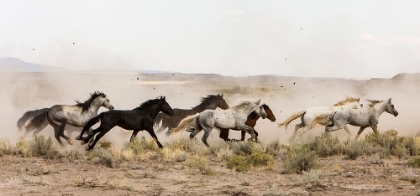 Picture of HORSES ON THE RUN